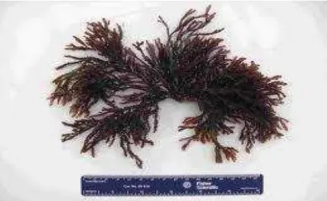 FIGURA 1 : Alga marinha vermelha Bryothamnion triquetrum. 