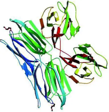 Figura  01:  Estrutura  tridimensional  da  Jacalina  (1JAC)  na  sua  forma  tetramérica, representada em cartoon e representação do ligante (D-Galactose)  em ribbons vermelhos (Adaptado de SANKARANARAYANAN, 1996) 