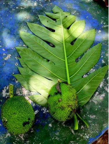Figura 04:  Folha e fruto de Artocarpus incisa, recém coletados após maduros,  em Maranguape-CE