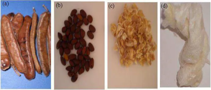 Figura 2.  Frutos (a), sementes (b), endospermas (c) e a galactomanana do jucá após desidratação (d).