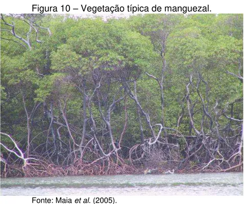 Figura 10  –  Vegetação típica de manguezal. 