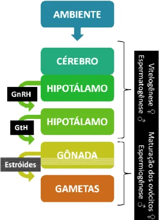 Figura  3  –  Esquema  ilus formação dos gametas em 