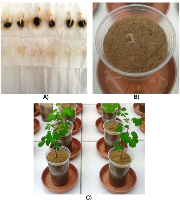 Figura 3  –  Germinação de sementes e cultivo de plântulas de moringa 