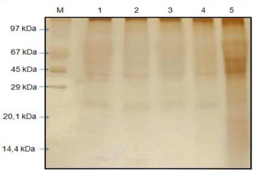 Figura  5  –  Eletroforese  em  gel  de  poliacrilamida  sob  condição  desnaturante  (PAGESDS;  12,5%)  de  exsudatos  de  sementes  de  moringa  obtidos  em  diferentes  tempos de contato com água destilada 