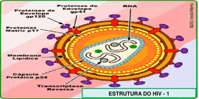 Figura 02 - Estrutura do virus da aids 