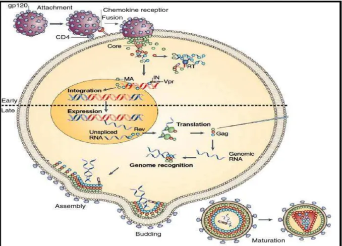 Figura 04 - Ciclo viral do HIV-1    