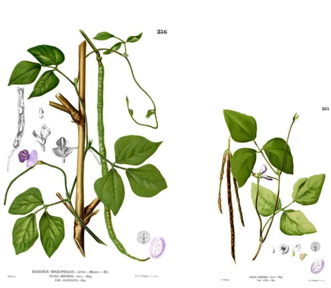 Figura  1.  Pranchas  botânicas  representando  Vigna  unguiculata  (L.)  Walp  (Fabácea),  anteriormente chamada de Vigna sinensis