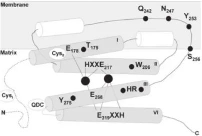 Figura 12. Estrutura tridimensional da oxidase alternativa de plantas (AOX). 