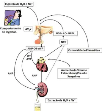 Figura 1- Visão prevalente dos principais estímulos, áreas do SNC e neurotransmissores envolvidos no controle  da ingestão de água e sal, na liberação do ANP, AVP e OT, bem como seus efeitos cardíacos e renais  responsáveis pela homeostasia hídrico-eletrol