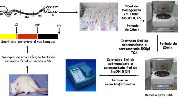 Figura 4 – Representação esquemática da avaliação da motilidade gastrintestinal após distensão atrial ou falsa  distensão (controle) pela técnica de retenção fracional de corante (adaptado de Silva MTB 2008)