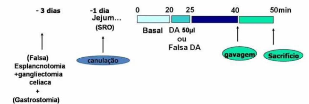 Figura 10- Delineamento experimental utilizado para verificar o efeito da esplancnotomia+gangliectomia sobre  o aumento da retenção gástrica de líquido induzido pela distensão atrial (DA 50 μ L) em ratos acordados