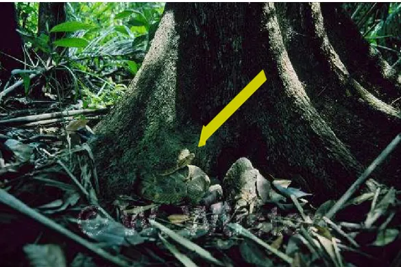 Figura 3 - Imagem da espécie Bothrops marajoensis (seta) em seu habitat natural 