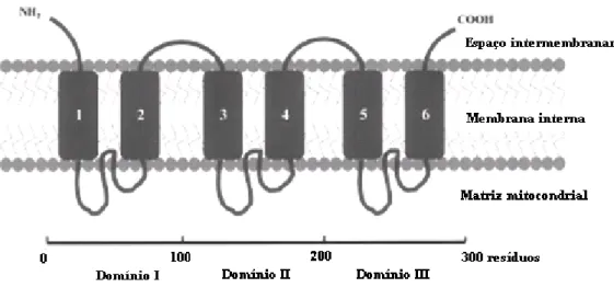 Figura 1- Modelo estrutural dos domínios das proteínas carreadoras mitocondriais  (Laloi, 1999)