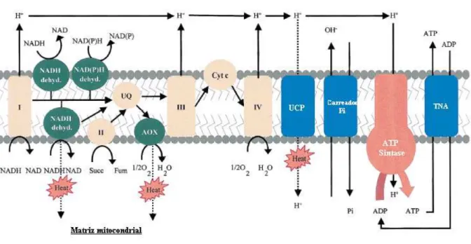 Figura 3 – Cadeia transportadora de elétrons mitocondrial de plantas. As proteínas  envolvidas na transferência de elétrons comuns a animais e plantas estão representadas  em laranja, proteínas específicas de plantas em verde e carreadores mitocondriais  e