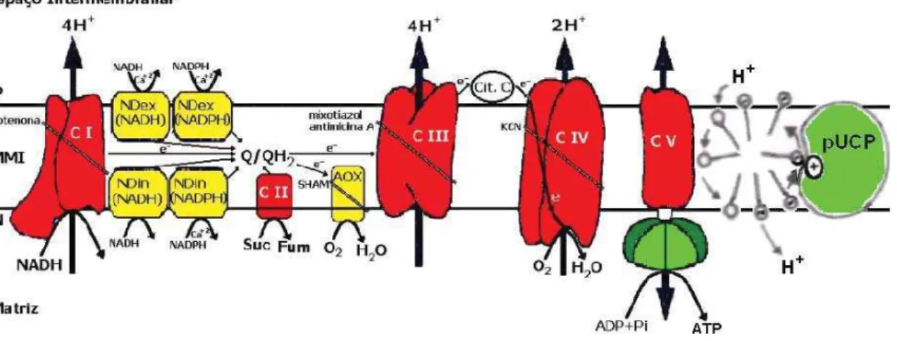 Figura 4- Cadeia transportadora de elétrons mitocondrial de plantas com destaque para a  pUCP