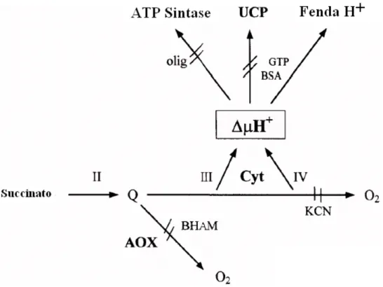 Figura 6 - Vias respiratórias em mitocôndrias de tomate. Complexo II, succinato  desidrogenase; complexo III, citocromo bc1; complexo IV, citocromo c oxidase; AOX,  oxidase alternativa; Cyt, via citocrômica; Q, ubiquinona; UCP, proteína desacopladora; 
