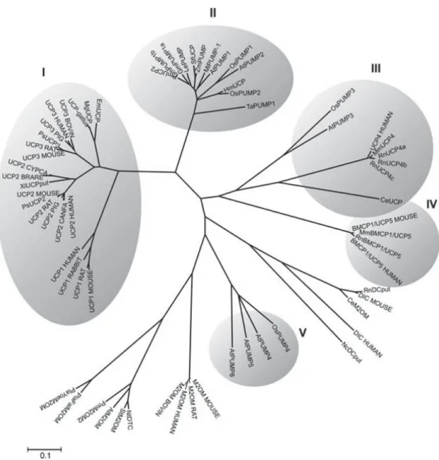 Figura 8 – Árvore filogenética não enraizada de 5 subfamílias de UCPs representadas  por números de I a V e outras seqüências de proteínas carreadoras mitocondriais de  diferentes origens (Nogueira et al., 2005)