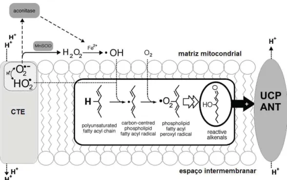 Figura 10 - Modelo proposto por Brand et al. (2004) para ativação dos carreadores  mitocondriais (UCPs e ANT) pelo superóxido através da peroxidação lipídica
