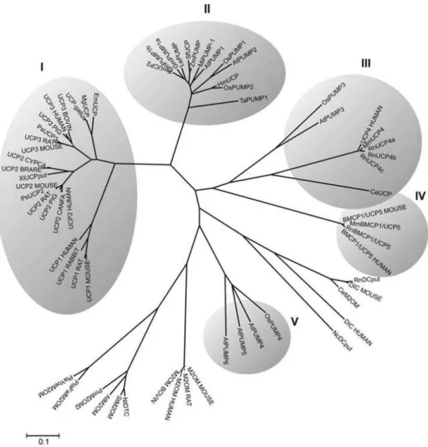 Figura 6  –  Árvore filogenética não enraizada de 5 subfamílias de UCPs representadas  por  números  de  I  a  V  e  outras  seqüências  de  proteínas  carreadoras  mitocondriais  de  diferentes origens  (NOGUEIRA et al., 2005)