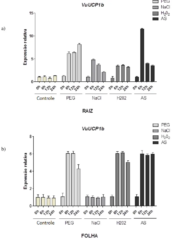 Figura  25  –   Expressão  do  gene  VuUCP1b  em  raízes  (a)  e  folhas  (b)  de  Vigna  unguiculata  com  0,  6,  12  e  24  horas  de  tratamento  em  condições  controle  ou  de  estresses por PEG 200, 67 g/L, NaCl 100 mM, H 2 O 2  10 mM e Ácido Salicí