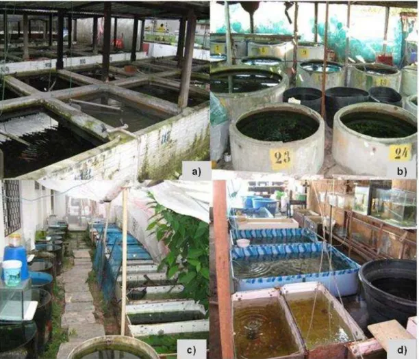 Figura 2  –  Tipos de estruturas utilizadas no cultivo de peixes ornamentais de águas  continentais no estado do Ceará e Pernambuco: a) tanques de alvenaria; b) anéis de  concreto;  c)  caixas  de  geladeira;  d)  piscinas  em  lona  PVC,  tanque  de  poli