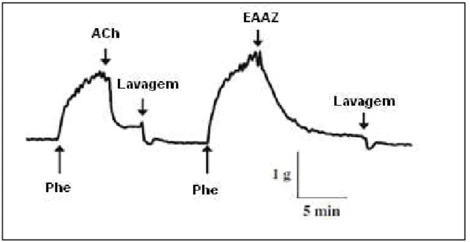 Figura  05  -  Efeito  relaxante  do  EAAz  e  ACh  em  anéis  aórticos  com  endotélio     intacto pré-contraídos por Phe