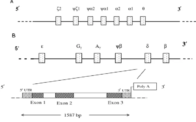 Figura 2- Representação dos locis dos genes da globina  α  e dos genes da globina   humana