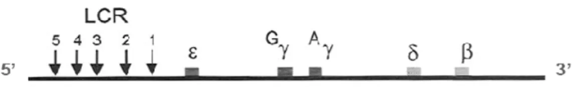 Figura 5- Representação esquemática dos sítios hipersensíveis à DNase I e sua   localização na região controladora do locus da globina   no cromossomo 11