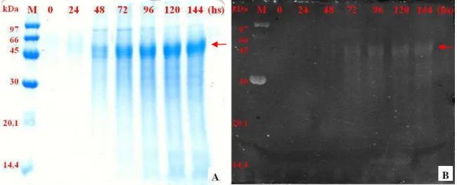 Figura 14 – Perfil de expressão e detecção da quitinase recombinante de Chromobacterium violaceum produzida  em Pichia pastoris 