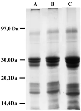 FIGURA 3 – Eletroforese em gel de poliacrilamida (12,5%) em presença de SDS e 2- 2-mercaptoetanol da fração proteínas do látex (LP) de Calotropis procera