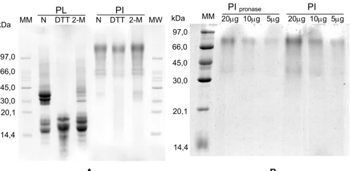 FIGURA 5. Eletroforese em gel de poliacrilamida (12,5%) de proteínas do látex de C. 