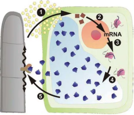 Figura 5 - Mecanismo de ação antifúngica da osmotina. (1) liberação de elicitores pelo patógeno (2) transcrição  de RNAm (3) tradução da proteína (4) direcionamento da proteína para o vacúolo (5)  liberação da osmotina  e  interação com o receptor celular 