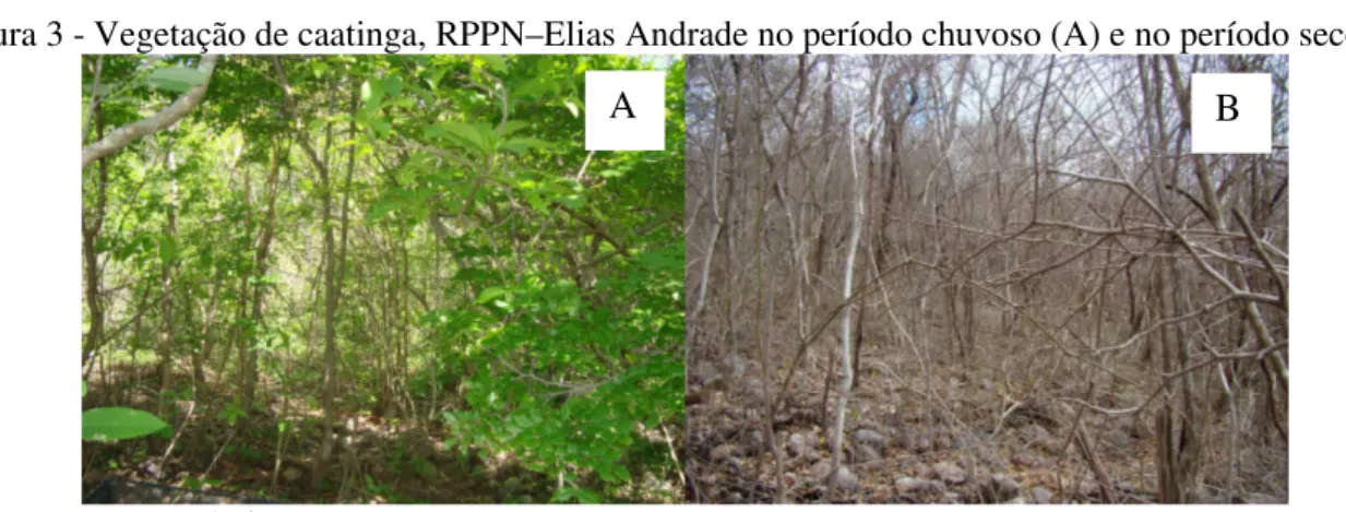 Figura 3 - Vegetação de caatinga, RPPN–Elias Andrade no período chuvoso (A) e no período seco (B) 