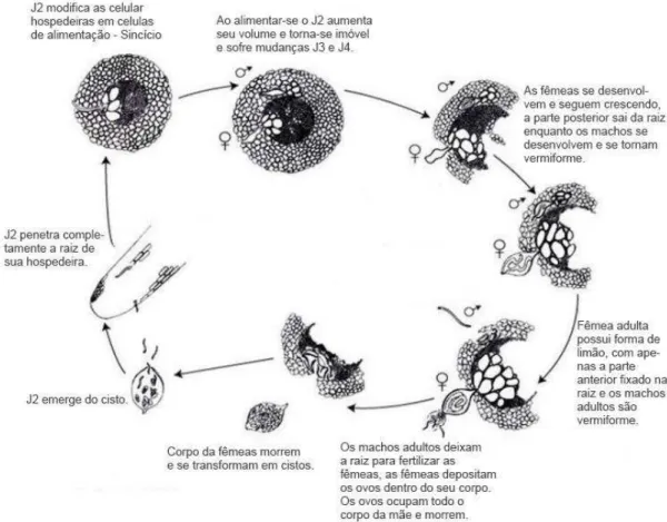 Figura 6 - Ciclo de vida de Cactodera cacti. 