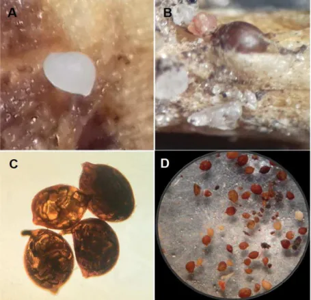 Figura  8  -  Cactodera  cacti:  Fêmea  (A);  Detalhe  de  cisto  incrustado  em  raiz  de  mandacaru (B); Cistos contendo ovos (C); Numerosos cistos obtidos do solo (D)