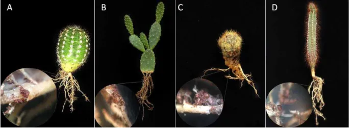 Figura  14  -  Plantas  de  Echinopsis  multiplex  (A),  Opuntia  cochenillifera  (B),  Mammillaria prolifera (C) e Cereus jamacaru (D) inoculadas com Cactodera cacti