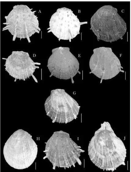 Figure 1 – Shell ornamentations of Spondylus from Northeast Brazil. A-F: forms  of shell ornamentation of Spondylus cf