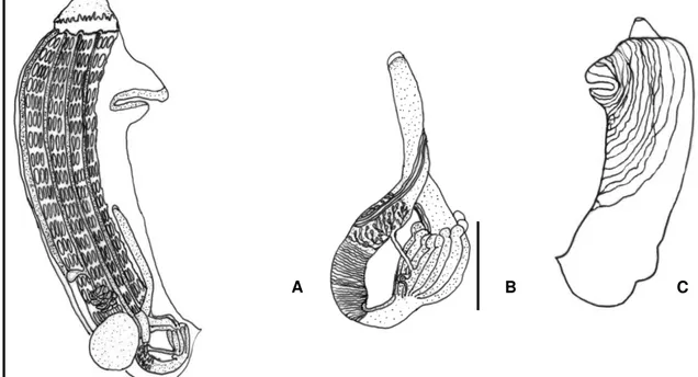 Figura 3. Zooóide de Botrylloides giganteum: A. Zoóide inteiro (escala 2 mm), B. 