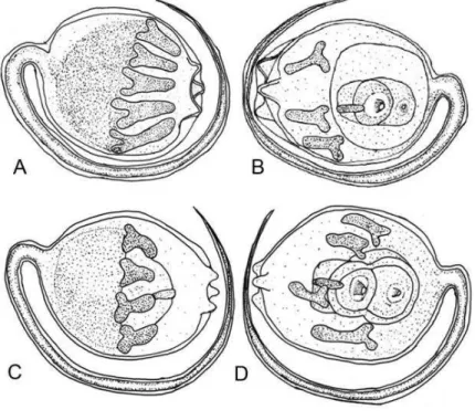 Figura 4. A-B larva com suas papilas alongadas. C-D larva apresentando retração  das papilas (escala 0,5mm)