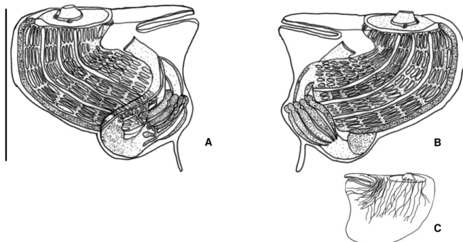Figura  9.  Zoóide  de  Botrylloides  nigrum  de  uma  colônia  do  estado  do  Rio  de  Janeiro (escala 0,6mm): A, lado esquerdo; B, lado direito C- Musculatura