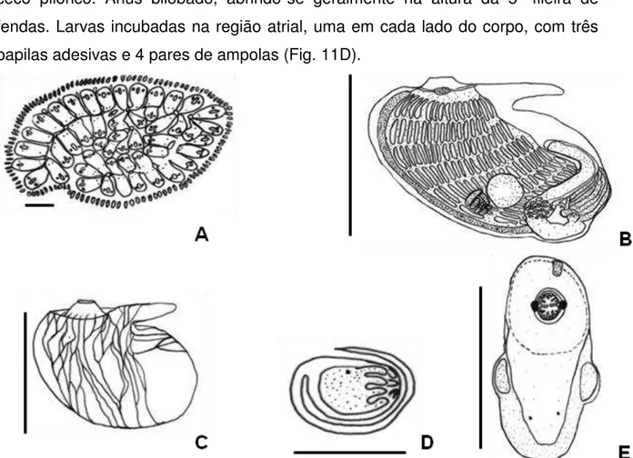 Figura 11. Botryllus humilis, A: forma da colônia (escala 1 mm); B: Zoóide (escala  0,8mm); C: Manto com musculatura; D: larva encubada (escala 0,3 mm); E: Vista  superior do zoóide