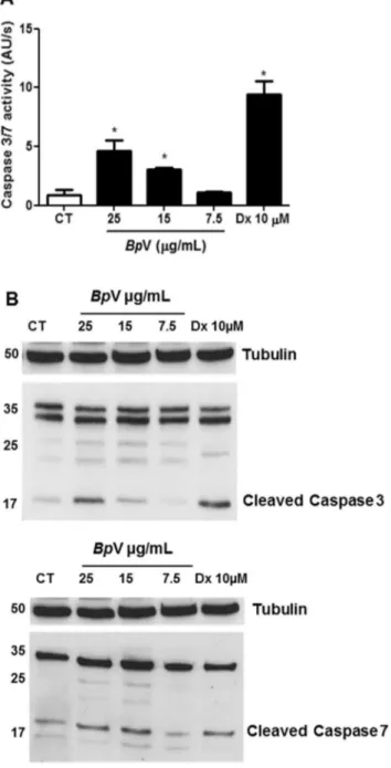 Fig. 3. Activation of caspases 3 and 7 in MDCK cells. (A) Caspase-3/7 activity deter- deter-mined in presence of the ﬂuorogenic Ac-DEVD-afc substrate after treatment with Bothropoides pauloensis venom (12 h)