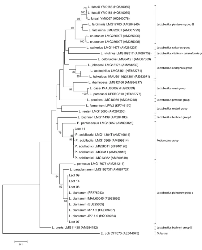Figura 6 - Árvore filogenética construída a partir do alinhamento múltiplo das sequências do  gene pheS de 6 linhagens de BAL