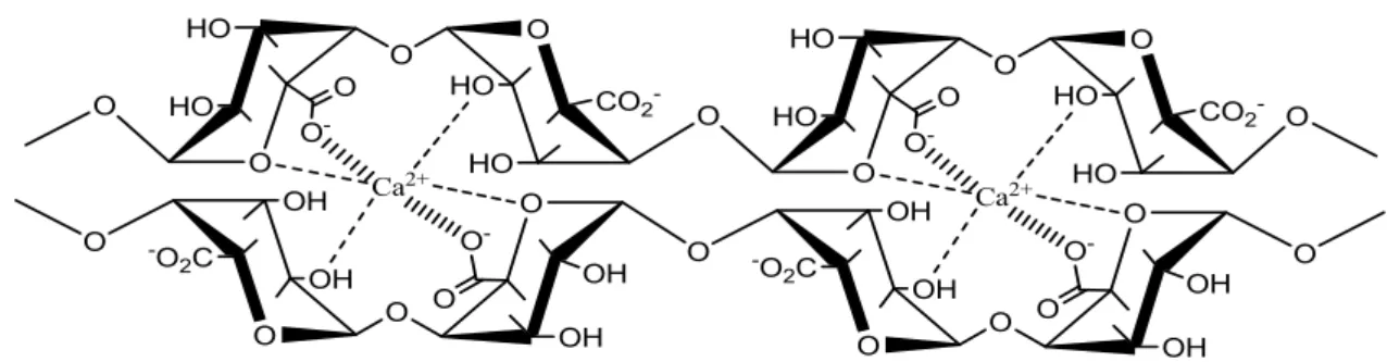 Figura 5  – Modelo “egg - box” para formação do gel de alginato com íons cálcio.