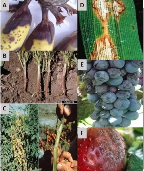 Figura  1  -  Culturas  economicamente  importantes  atacadas  por  fungos  fitopatogênicos  