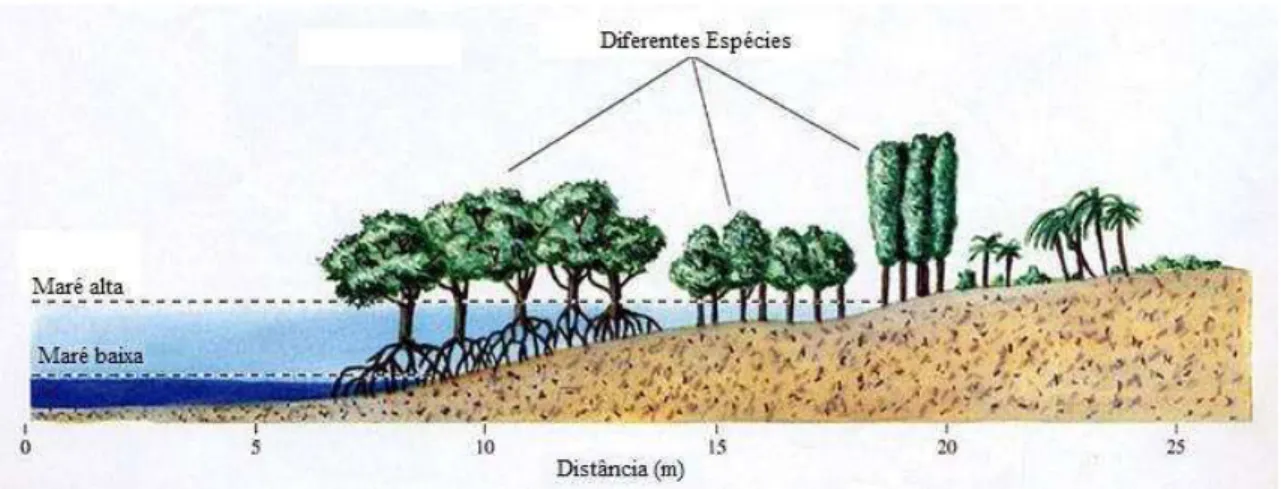 Figura 2 - Representação esquemática da zonação de espécies vegetais no manguezal. 