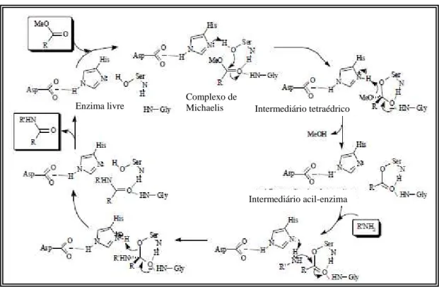 FIGURA 36  –  Mecanismo de reação de aminólise catalisada por lipase 