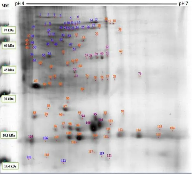 Figura 9  –  Gel 2DE de referência (R2) de Aaptos sp. mostrando spots  marcados que correspondem a proteínas