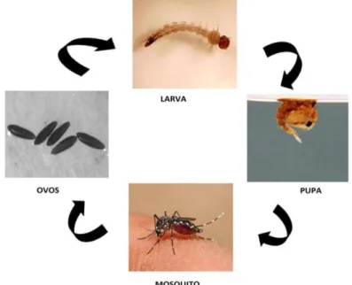 Figura 4 - Fases do desenvolvimento do mosquito Aedes aegypti. 
