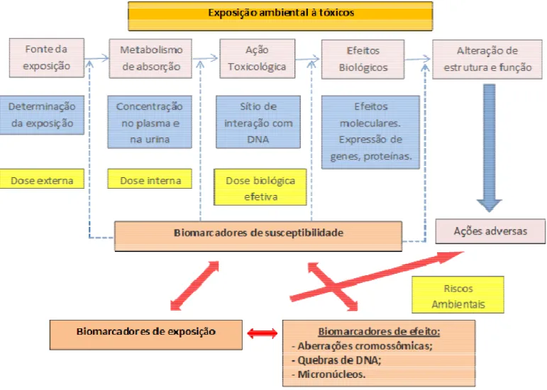 FIGURA  5:  Caracterização  dos  Biomarcadores  da  exposição  ambiental  à  tóxicos.  Fonte:  Adaptado  de  Kapka-Skrzypczak, 2011; Farmer e Singh, 2008